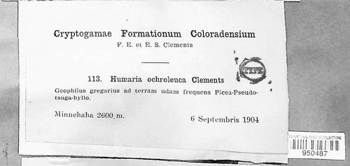 Pyronemataceae image